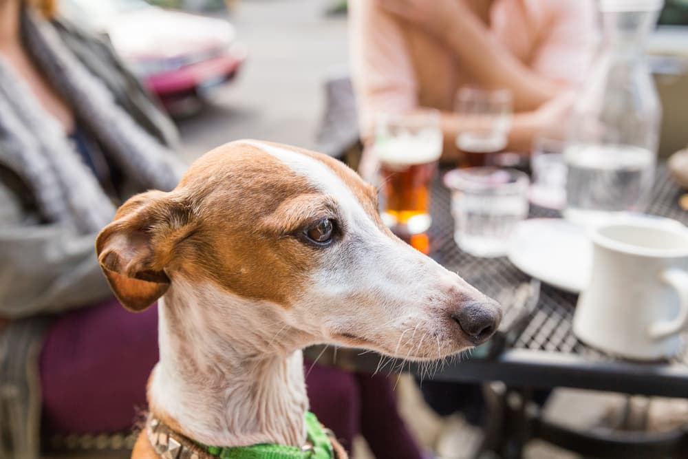 The Best Dog Friendly Brunch Spots in NYC The Best Dog Friendly Brunch Spots in NYC