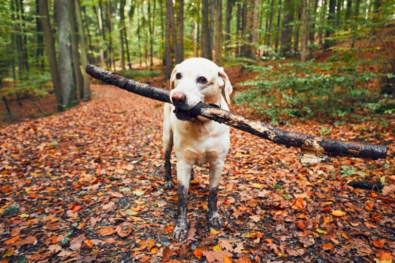 Dog hiking in fall leaves