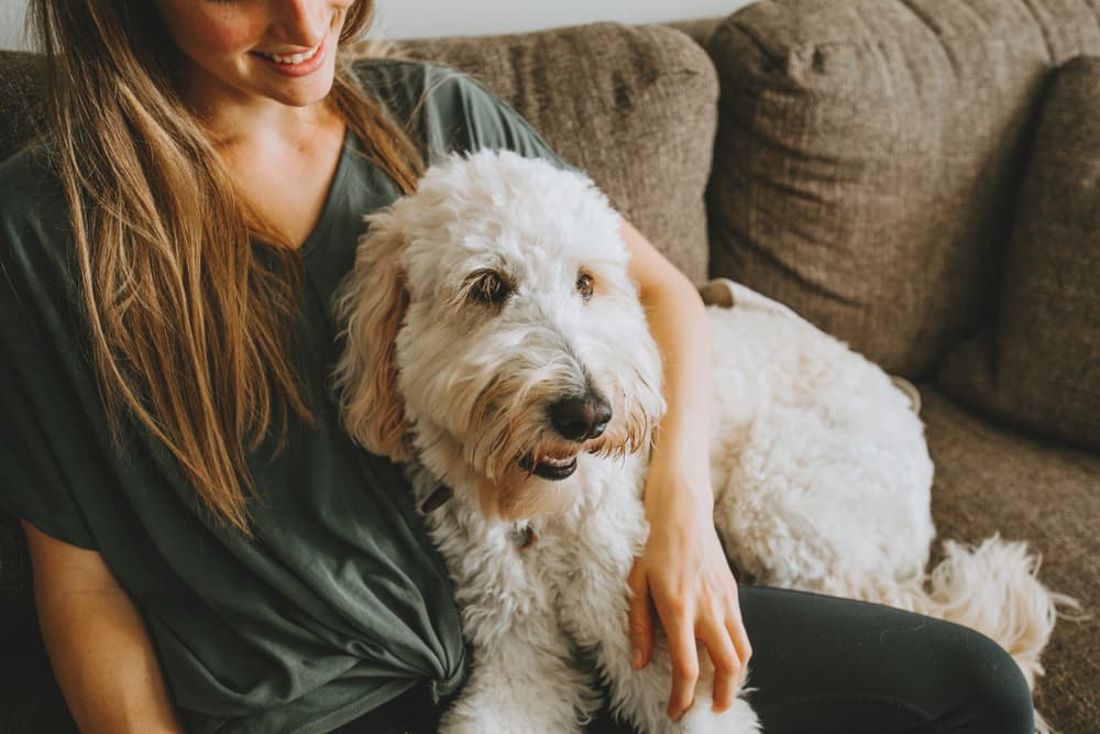 TrustedHousesitters Overview: Finding a Reliable In-Home Pet Sitter TrustedHousesitters Overview: Finding a Reliable In-Home Pet Sitter