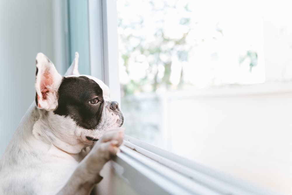 12 Ways to Help Pets Adjust to Being Home Alone 12 Ways to Help Pets Adjust to Being Home Alone