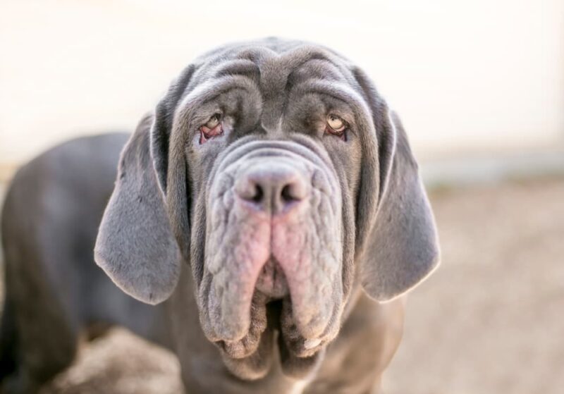 Dog Jowls Everything You Need to Know Great Pet Care