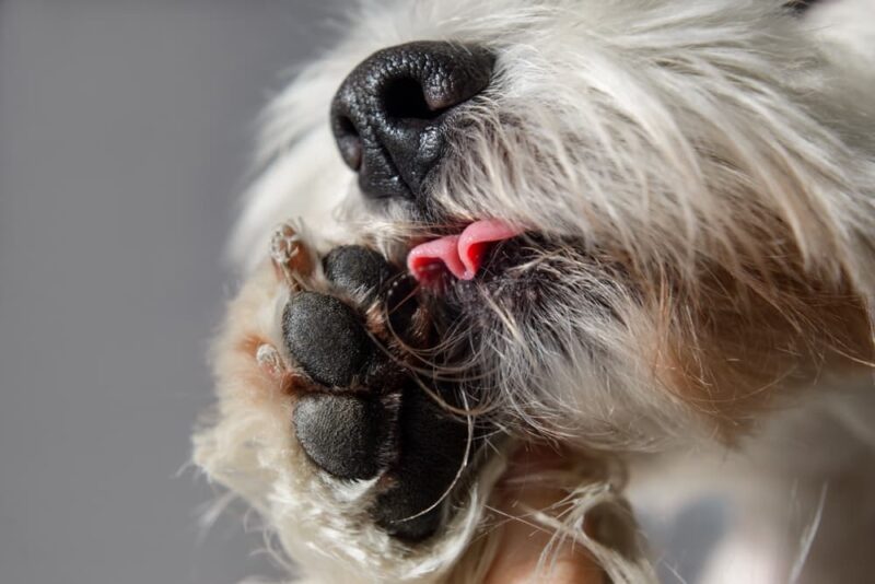 Neosporin for Dogs Is It Safe? Great Pet Care