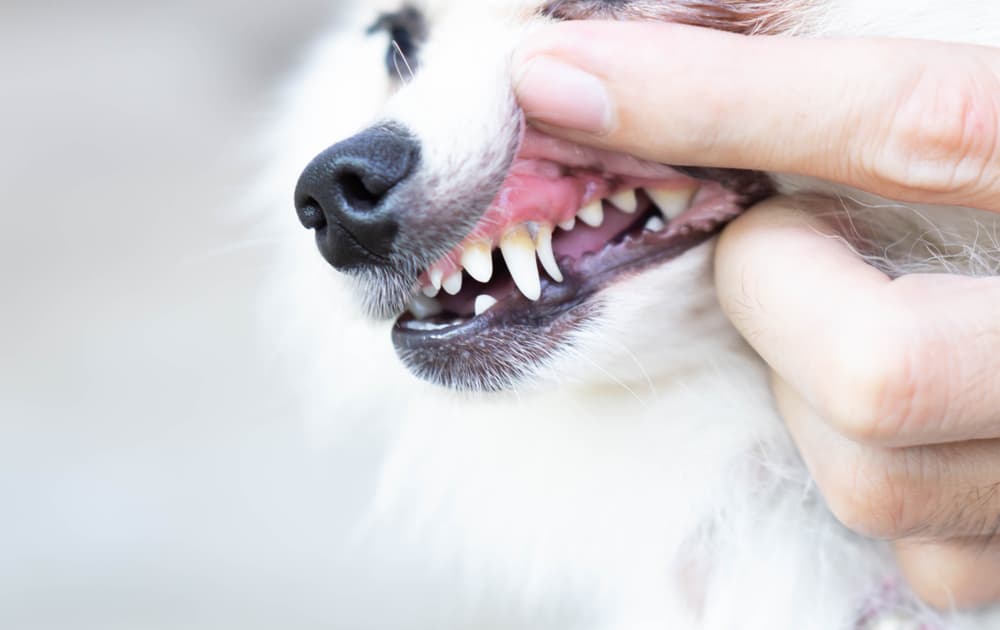 Person lifting dog jowls