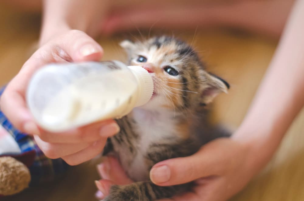 Woman feeding kitten with bottle
