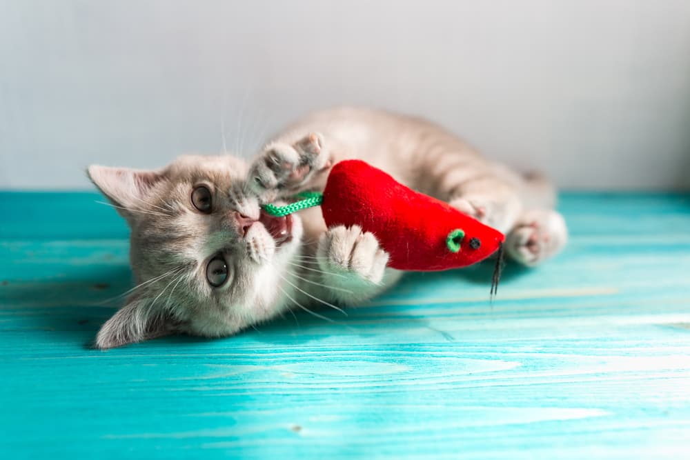 6 Best Cat Chew Toys for Gnawing Fun 6 Best Cat Chew Toys for Gnawing Fun