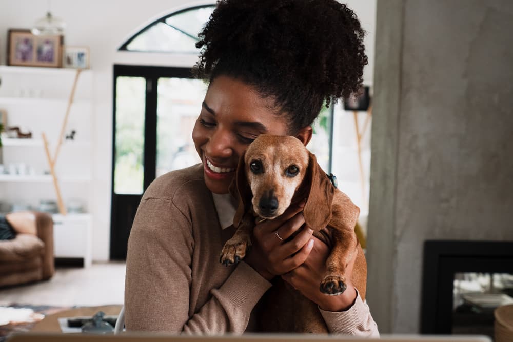 Pet Wellness Plans: 6 Top Ones to Consider Pet Wellness Plans: 6 Top Ones to Consider