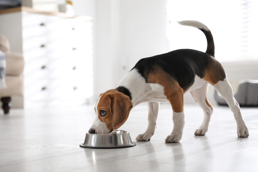 Frozen Dog Food: 7 Great Options to Consider Frozen Dog Food: 7 Great Options to Consider
