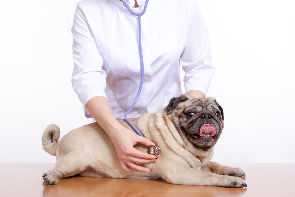 Theophylline for Dogs Theophylline for Dogs