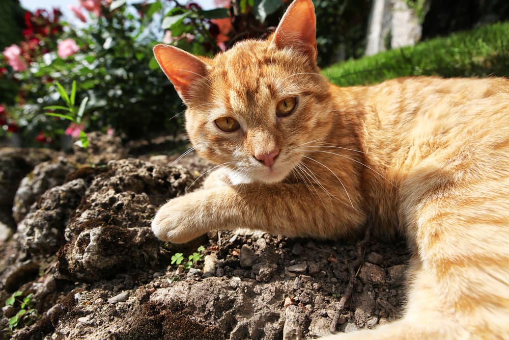 Why Do Cats Roll in Dirt? Why Do Cats Roll in Dirt?