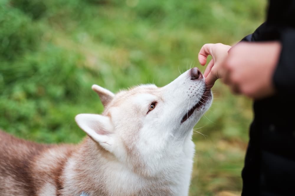 Woman giving dog calming treat