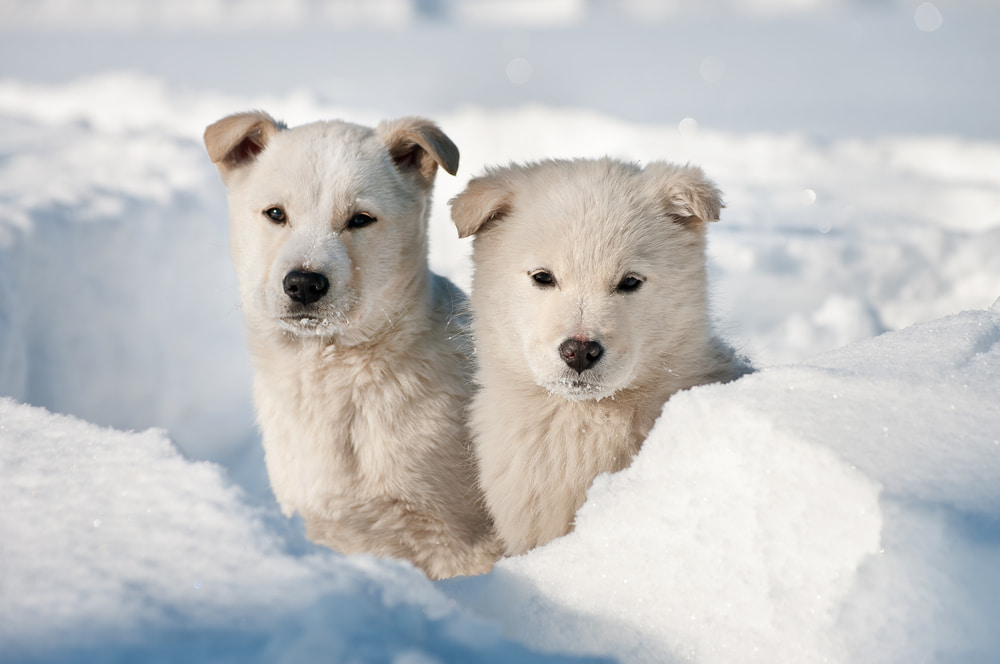 80-white-dog-names-for-snow-colored-pups-great-pet-care