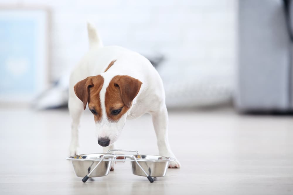 Digestive Enzymes For Dogs Digestive Enzymes For Dogs