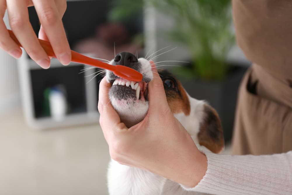Brushing dog teeth