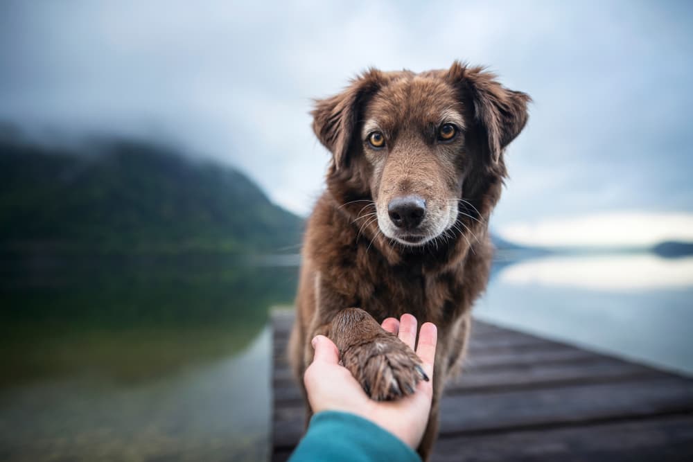 Dog Paw Hyperkeratosis Dog Paw Hyperkeratosis