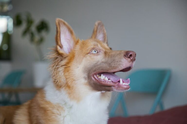 Dog smiling showing teeth