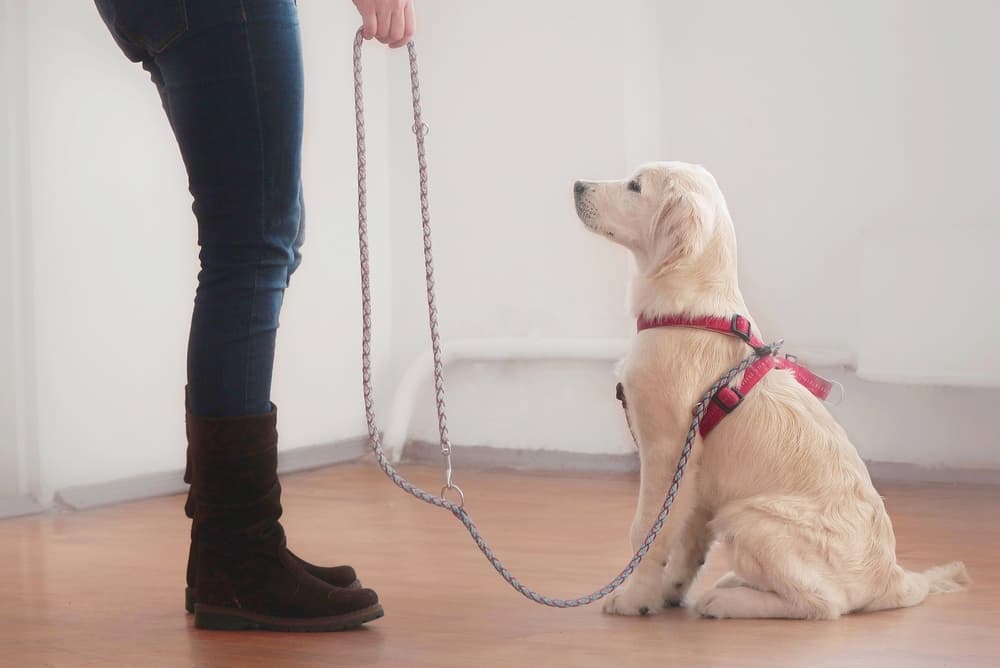 puppy undergoing training