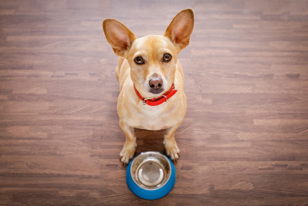 Spirulina for Dogs: Benefits and Uses Spirulina for Dogs: Benefits and Uses