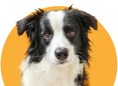 Dog nutrition guidance and recommendations backed by veterinarians.