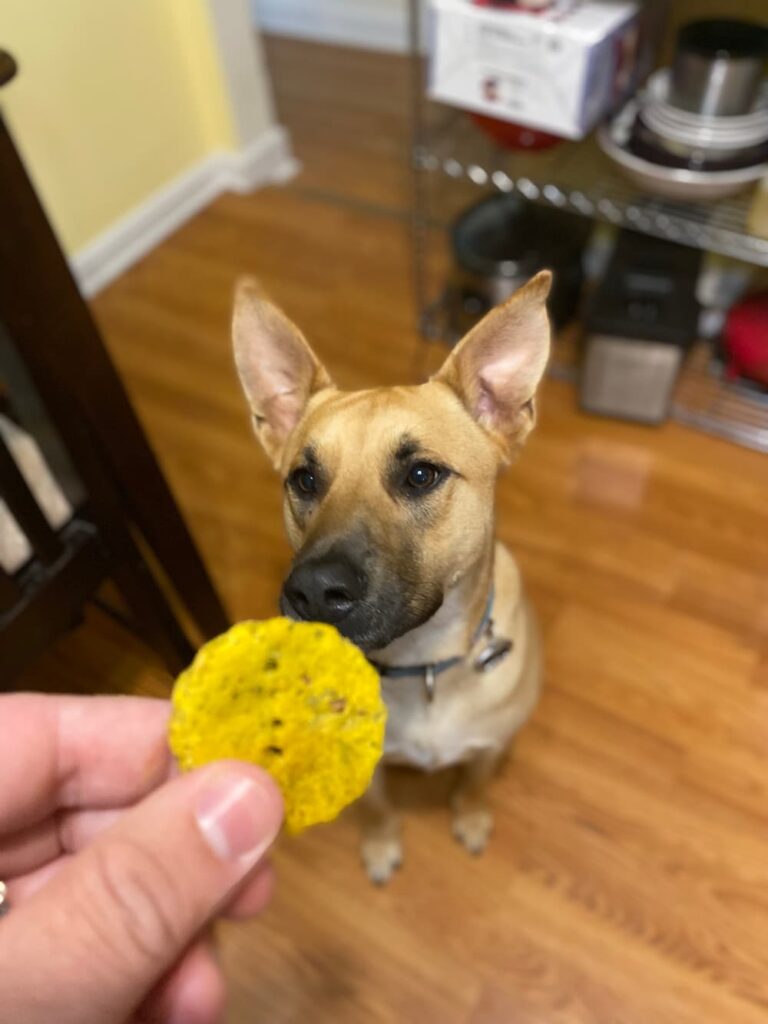 Dog waiting for hemp for dog treat
