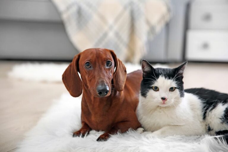 Dachshund and cat