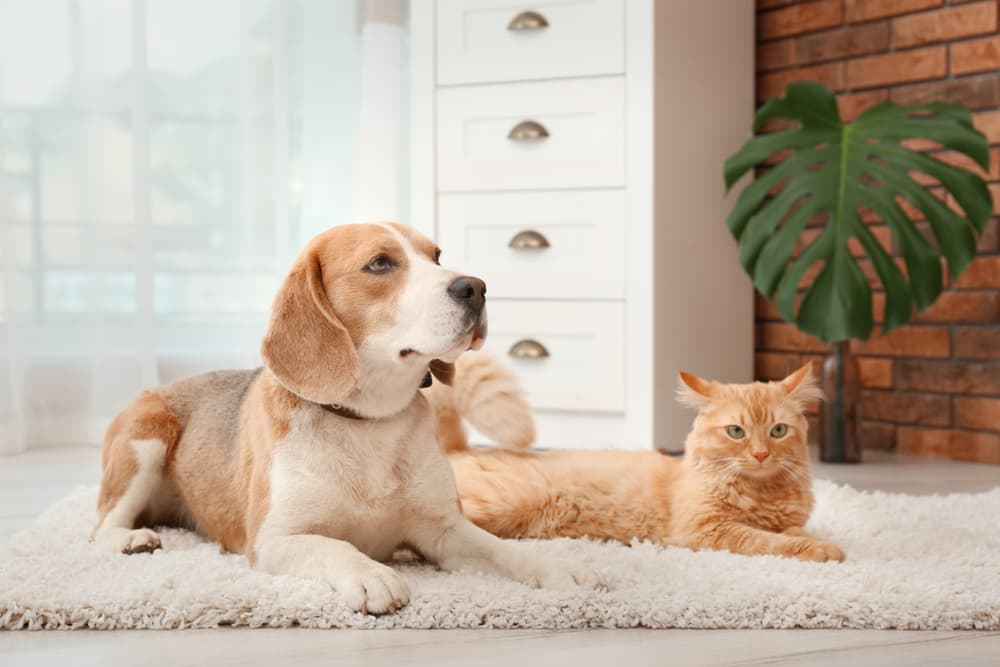 Pain Relief for Dogs and Cats: 8 Best Products to Try Pain Relief for Dogs and Cats: 8 Best Products to Try
