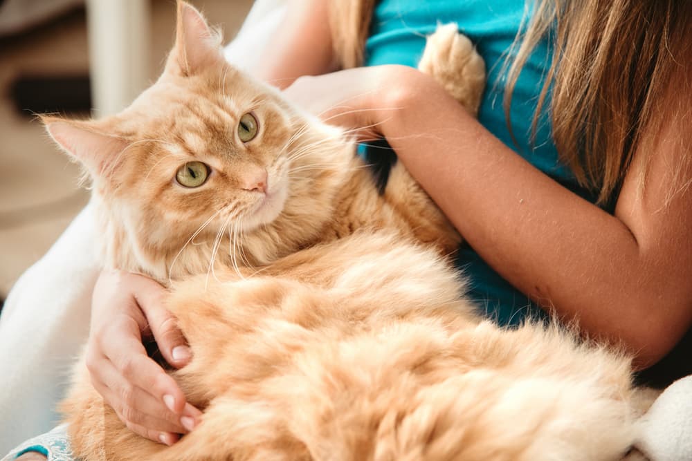 Kids and Cats: 10 Tips to Promote Bonding Kids and Cats: 10 Tips to Promote Bonding