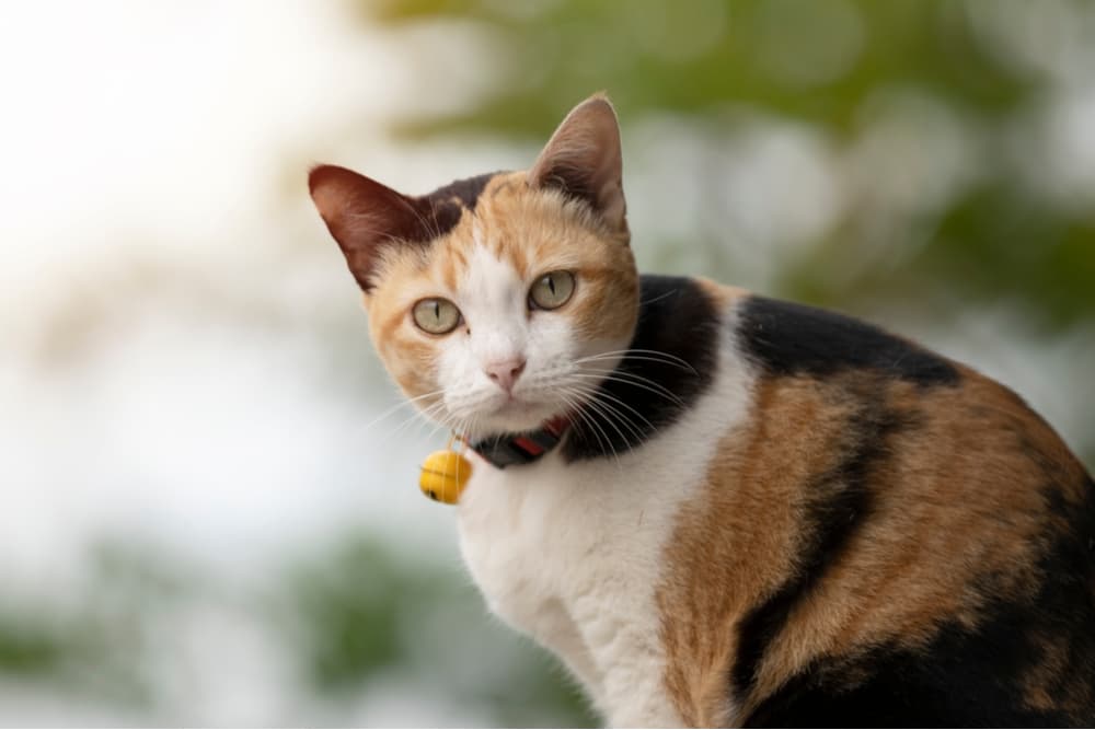 Cat outdoors with blurred background looking towards camera
