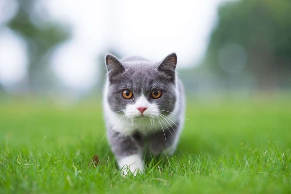 Small cat or kitten walking in grass out in the garden