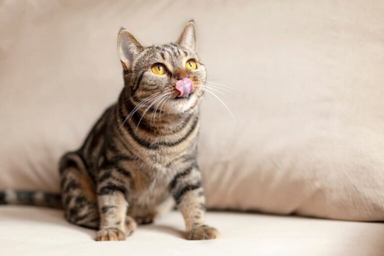 Cat sitting by couch with tongue out