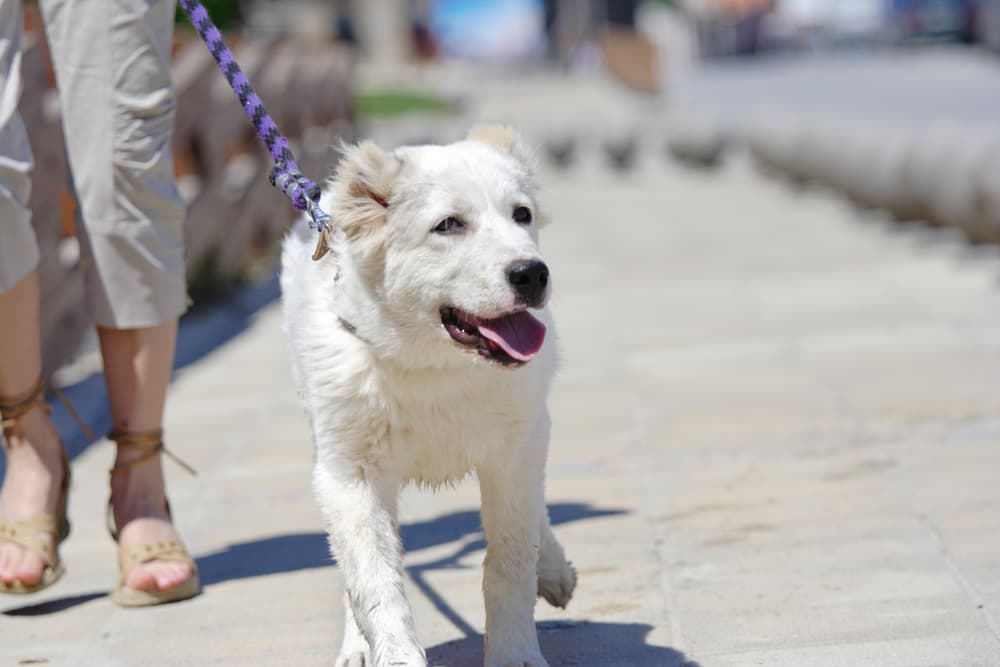 Dog walking on the concrete on a sunshining summer day
