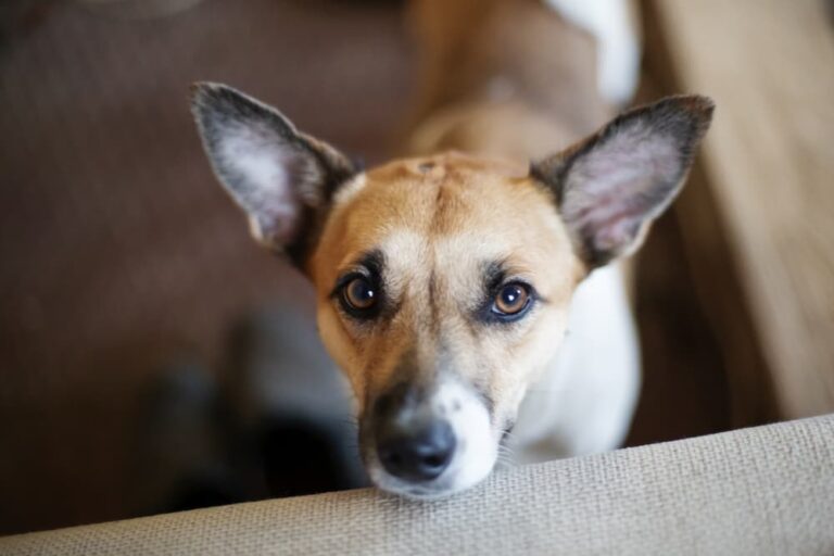 9 Signs of Loneliness in Dogs 9 Signs of Loneliness in Dogs