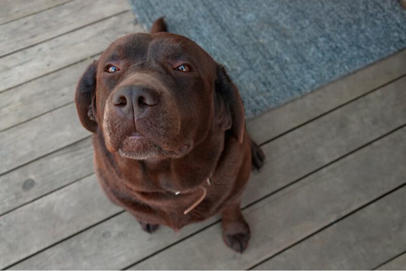 Can Dogs Eat Pomegranate? Great Pet Care