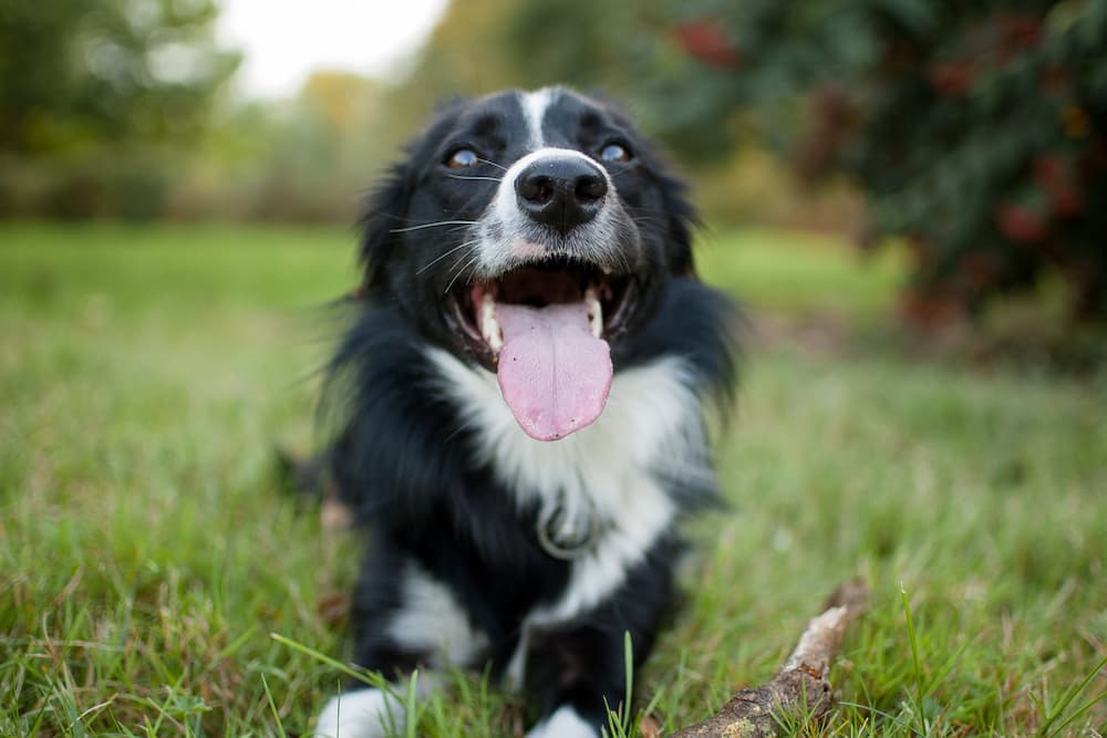 Dog relaxed and smiling playing with a stick outside
