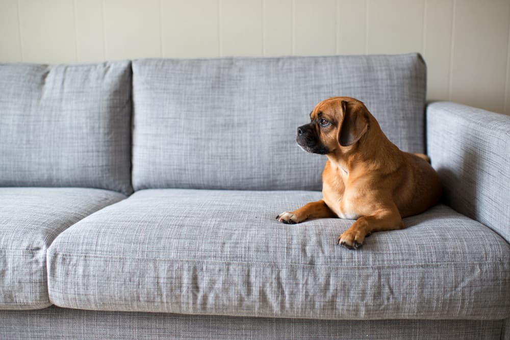 Dog resting on the couch