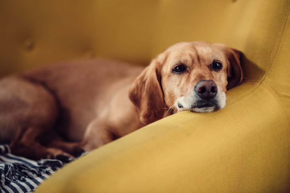 Dog relaxing and resting their face on the arm rest of a couch