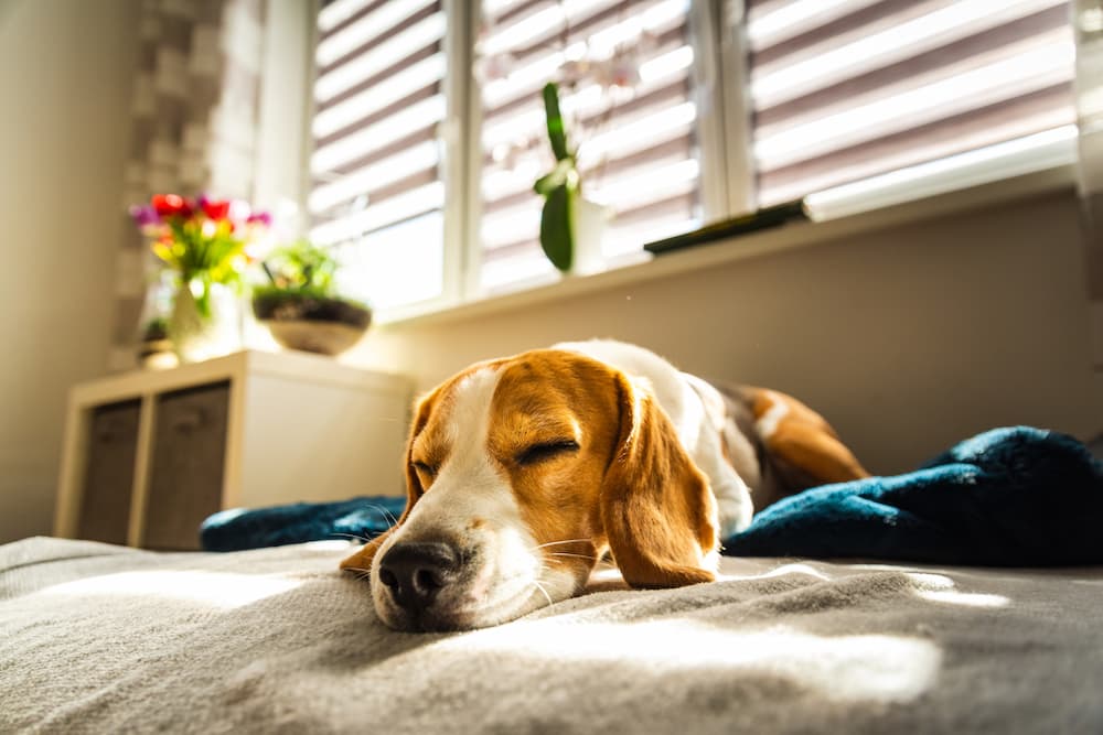 Dog sleeping on bed and very rested and happy