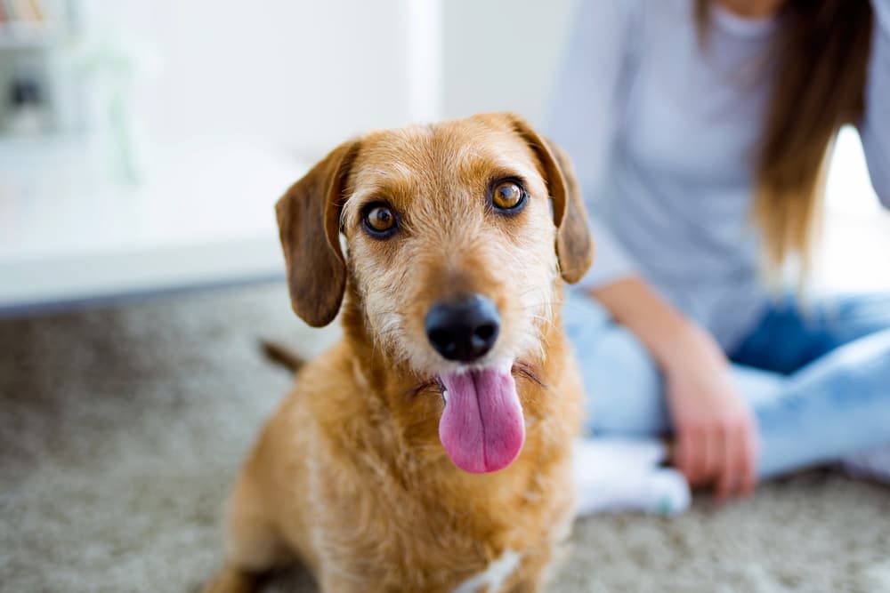 How to Find a Pet Sitter: 6 Best Pet Sitting Services to Know How to Find a Pet Sitter: 6 Best Pet Sitting Services to Know