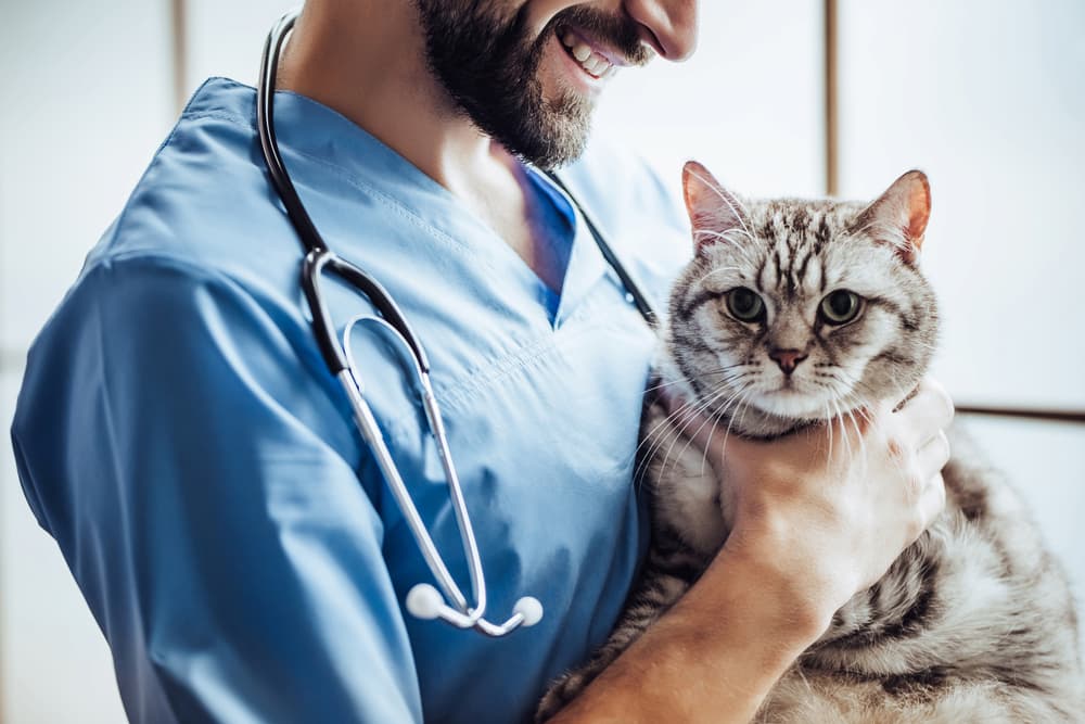 8 Best Pet Insurance Companies 8 Best Pet Insurance Companies