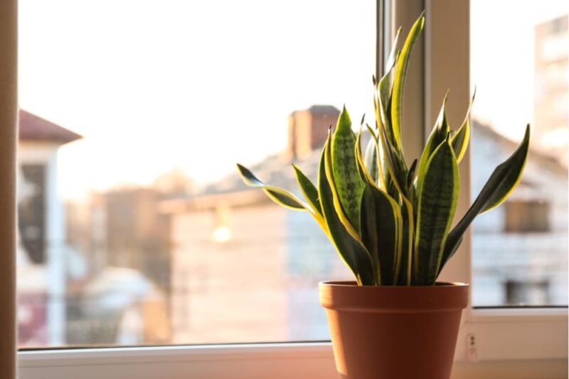 Plants Safe for Cats 20 to Keep in Your Home Great Pet Care