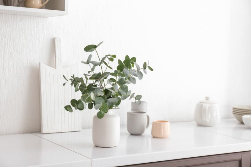 Plants Safe for Cats 20 to Keep in Your Home Great Pet Care