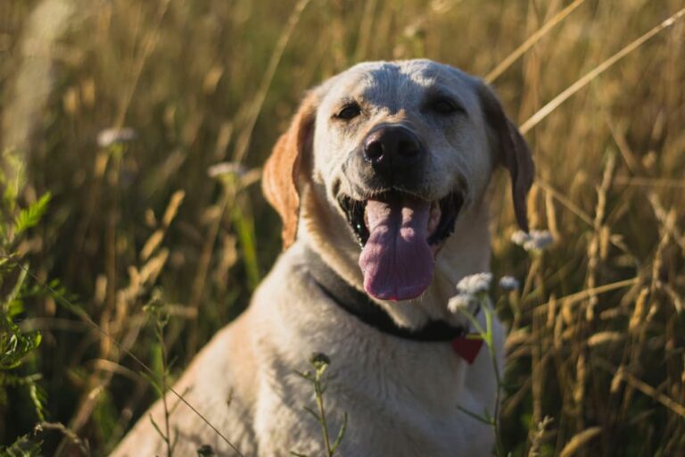 Dog sitting in the grass on a lovely golden hour evening