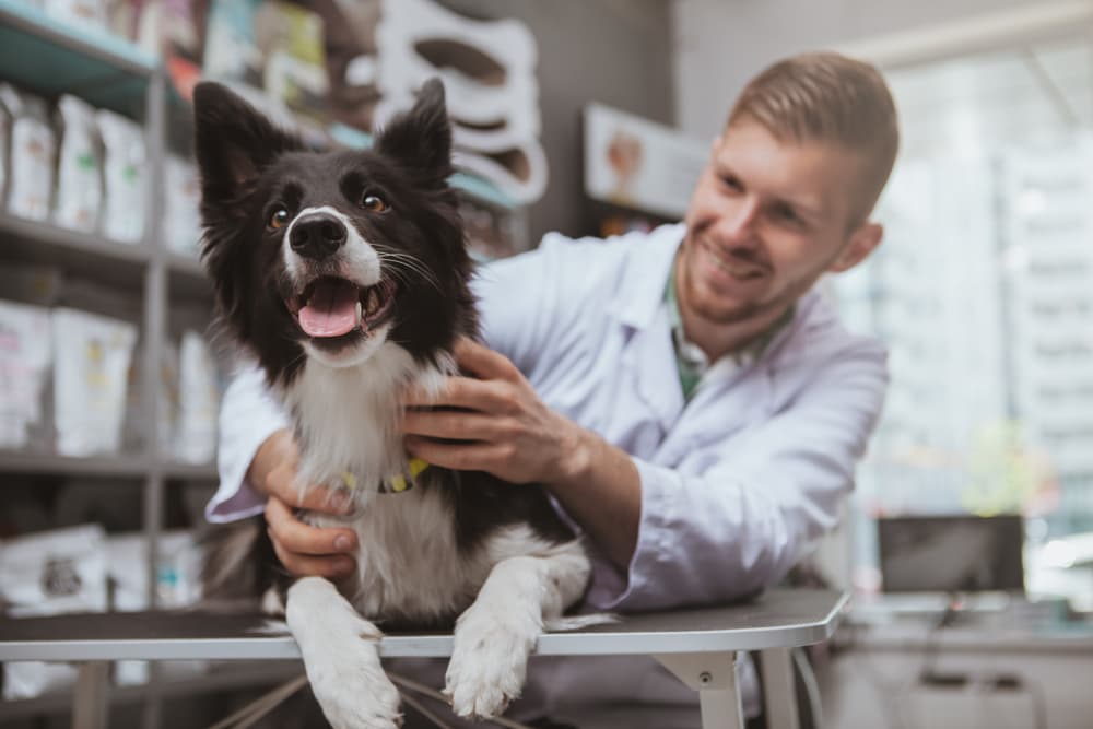 Trilostane for Dogs Trilostane for Dogs