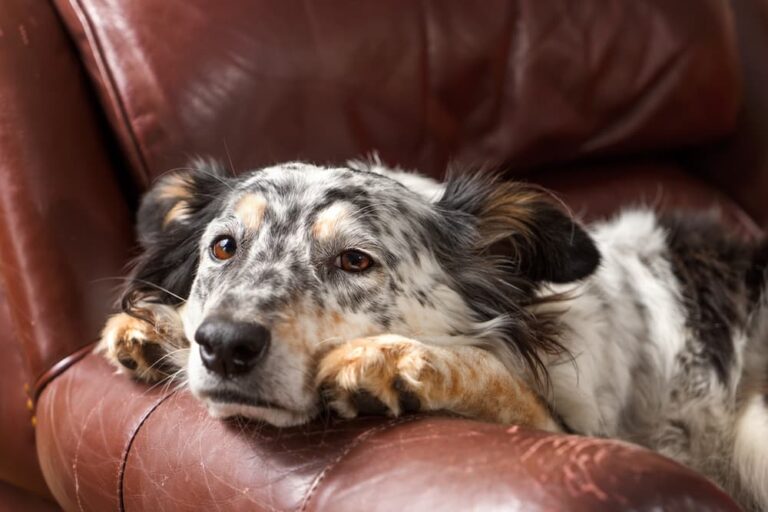 9 Signs of Loneliness in Dogs Great Pet Care