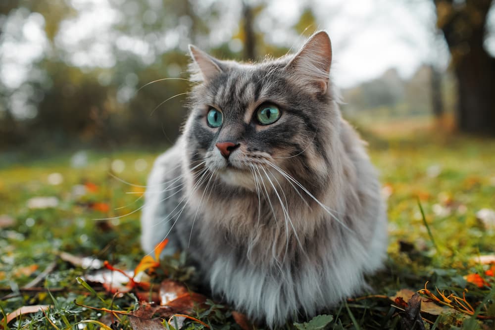Cat laying outside in the garden