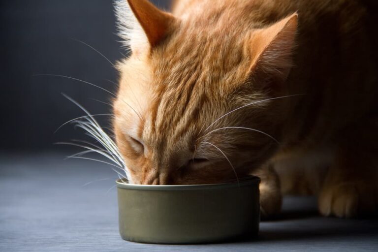Cat Food Storage 7 Tips for Safety Great Pet Care