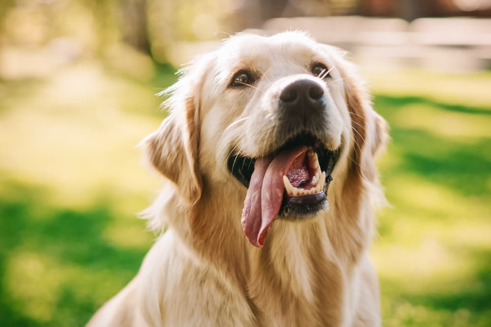 7 Cooling Dog Beds to Beat the Heat 7 Cooling Dog Beds to Beat the Heat