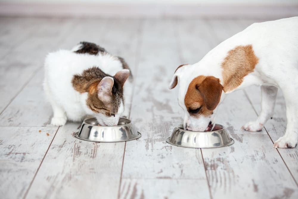Dinovite for Dogs and Cats: Nutritional Supplements to Support Overall Wellness Dinovite for Dogs and Cats: Nutritional Supplements to Support Overall Wellness