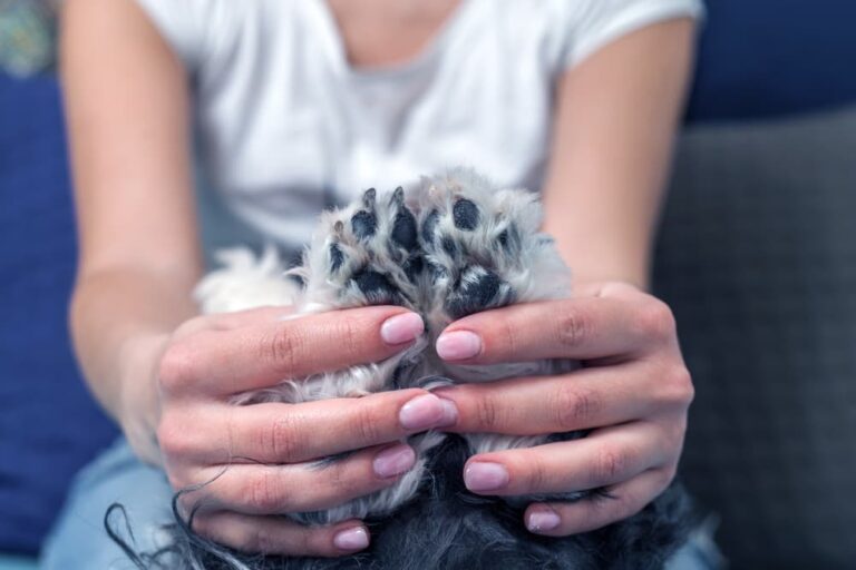 Holding dogs paws
