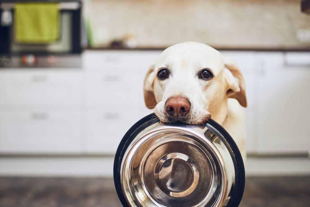 Dog holding empty food bowl in mouth