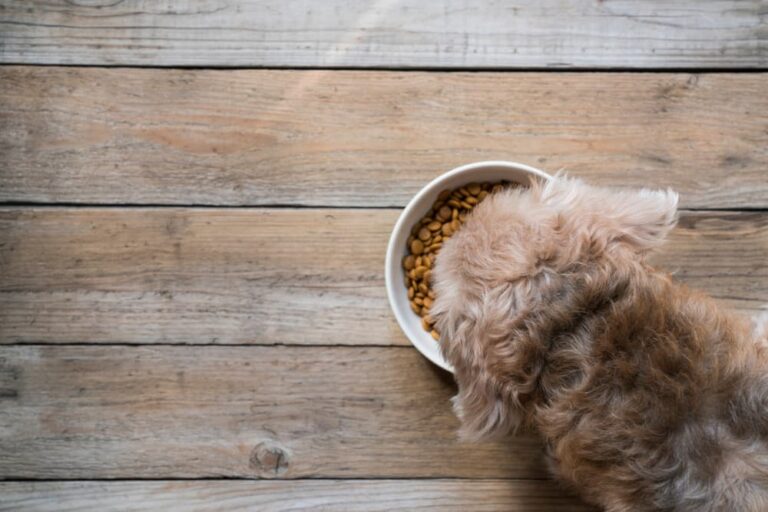 Overhead photo of dog eating from bowl